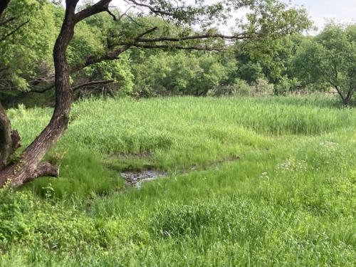 5月の湿地。湧水のせせらぎも見えてました