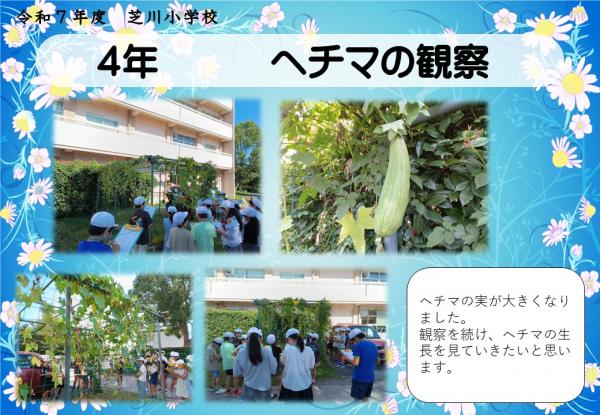 4年　ヘチマ