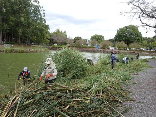 浅場で繁茂した抽水植物の刈り取り