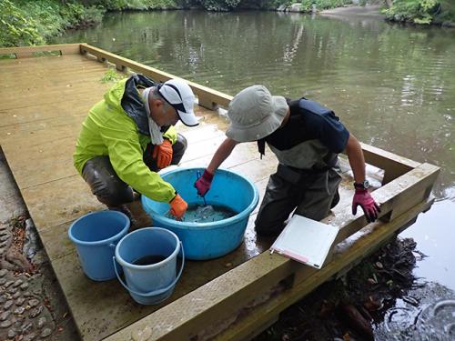 水生生物の種類、数、代表種の体長を測定します