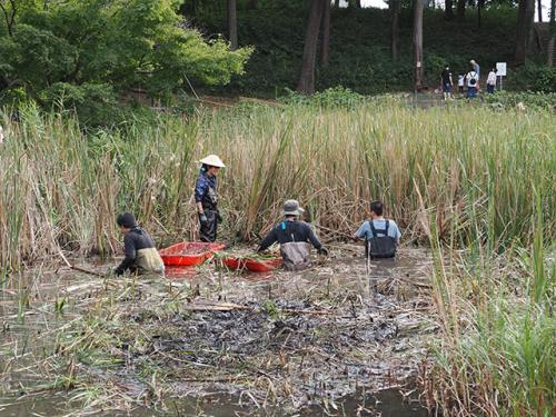 泥の深い湿地のガマ刈りの様子