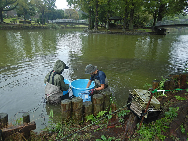 アメリカザリガニの駆除作業