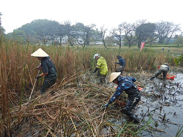 湿地のガマ刈り作業