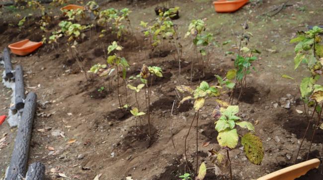 植樹したアジサイ1