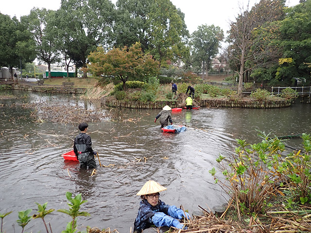 ガマ刈り作業の様子