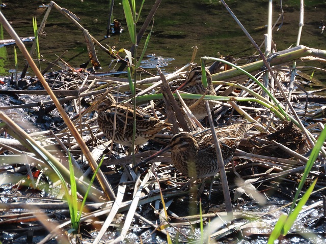ガマを刈った湿地に飛来したタシギ