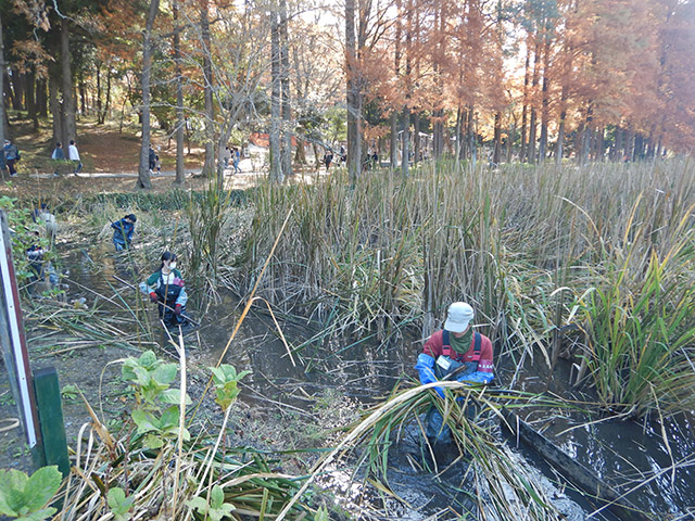 大池のガマ刈りの様子