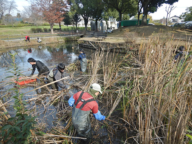 ガマ刈りの様子