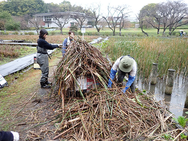 ガマの搬出の様子