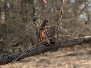 サラソウトラスト地管理作業