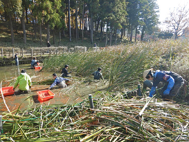 大池のガマ刈りの様子