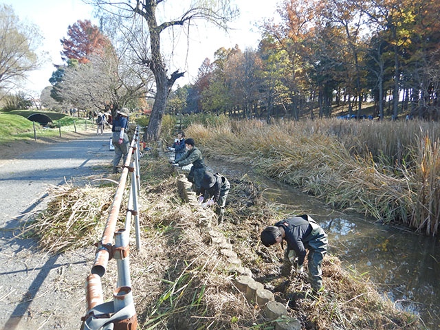 浅場の草刈りの様子