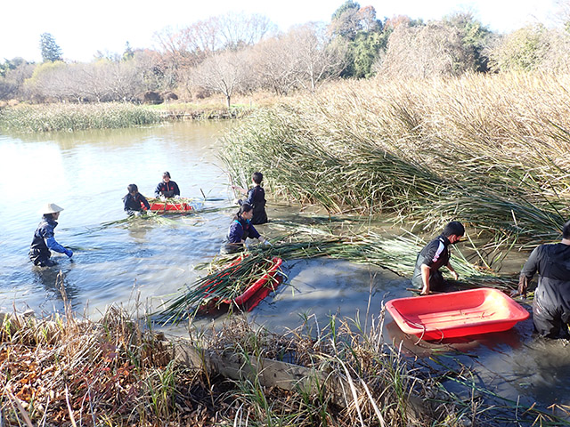 ガマを池の外に出す作業の様子