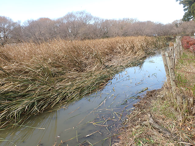 作業後のガマ群落