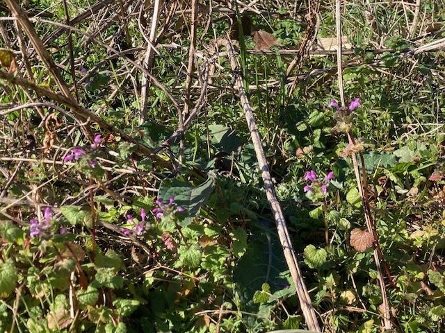 日の光を浴びて季節外れの花を咲かせたホトケノザ