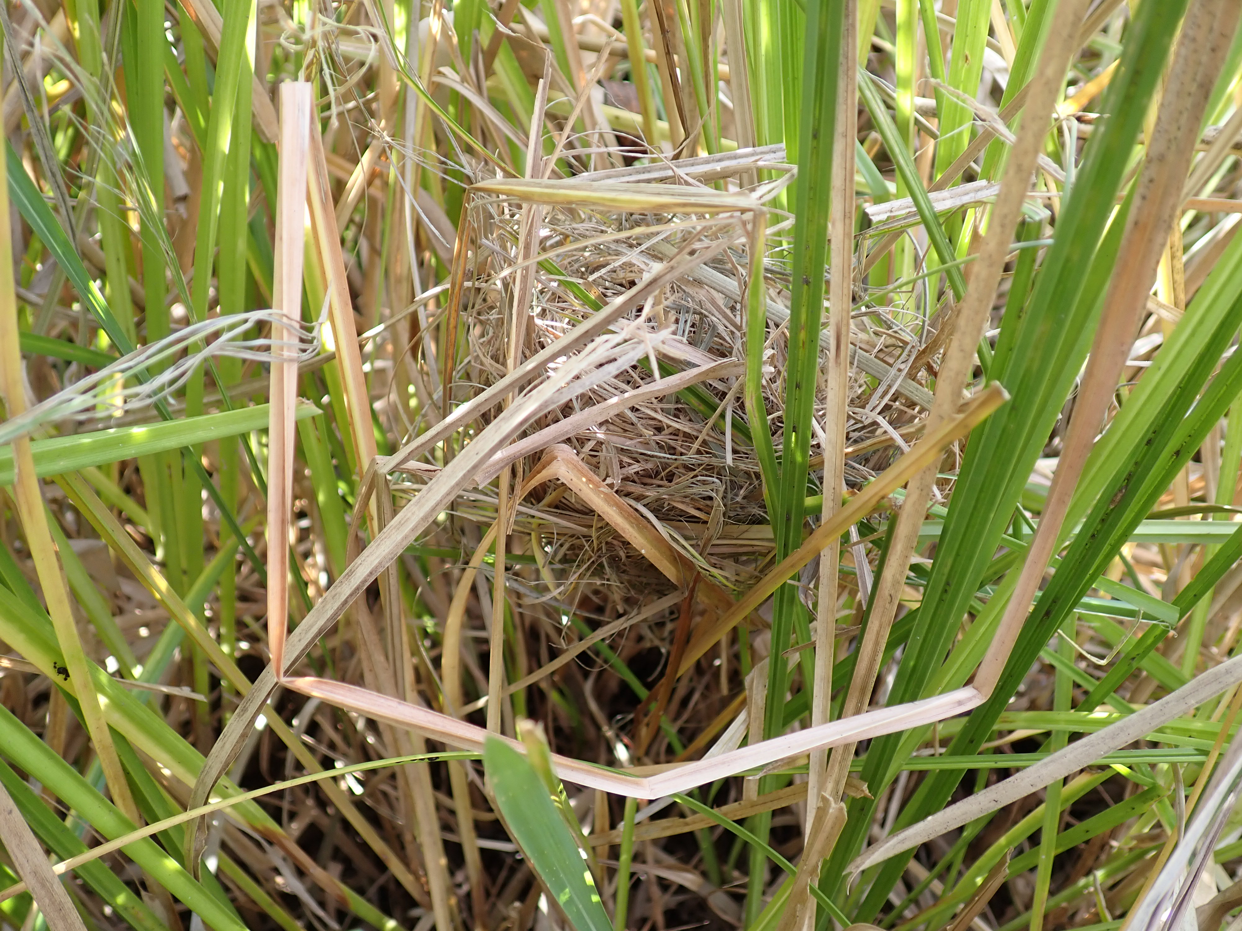 カヤネズミの巣