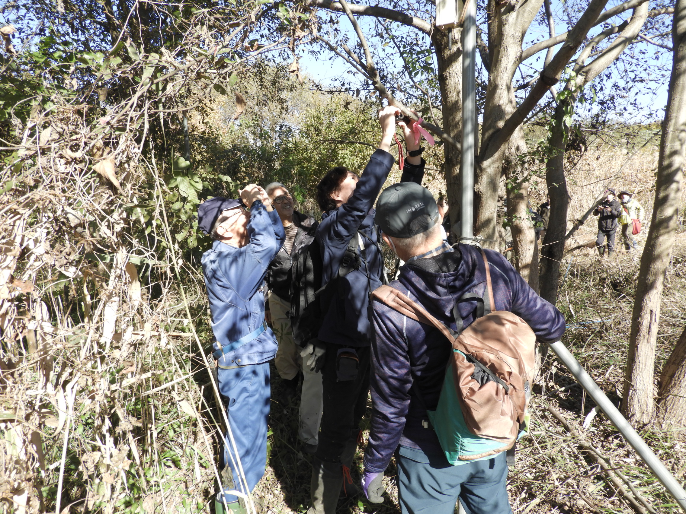 みんなで順番にミドリシジミの卵を観察しました