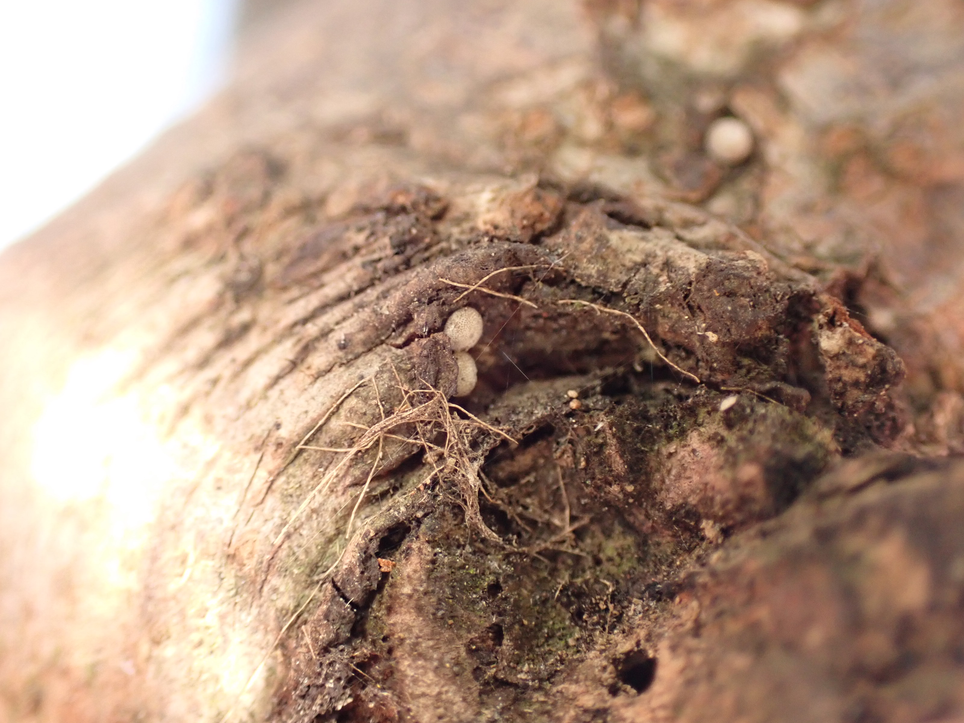 ハンノキの枝に産みつけられたミドリシジミの卵