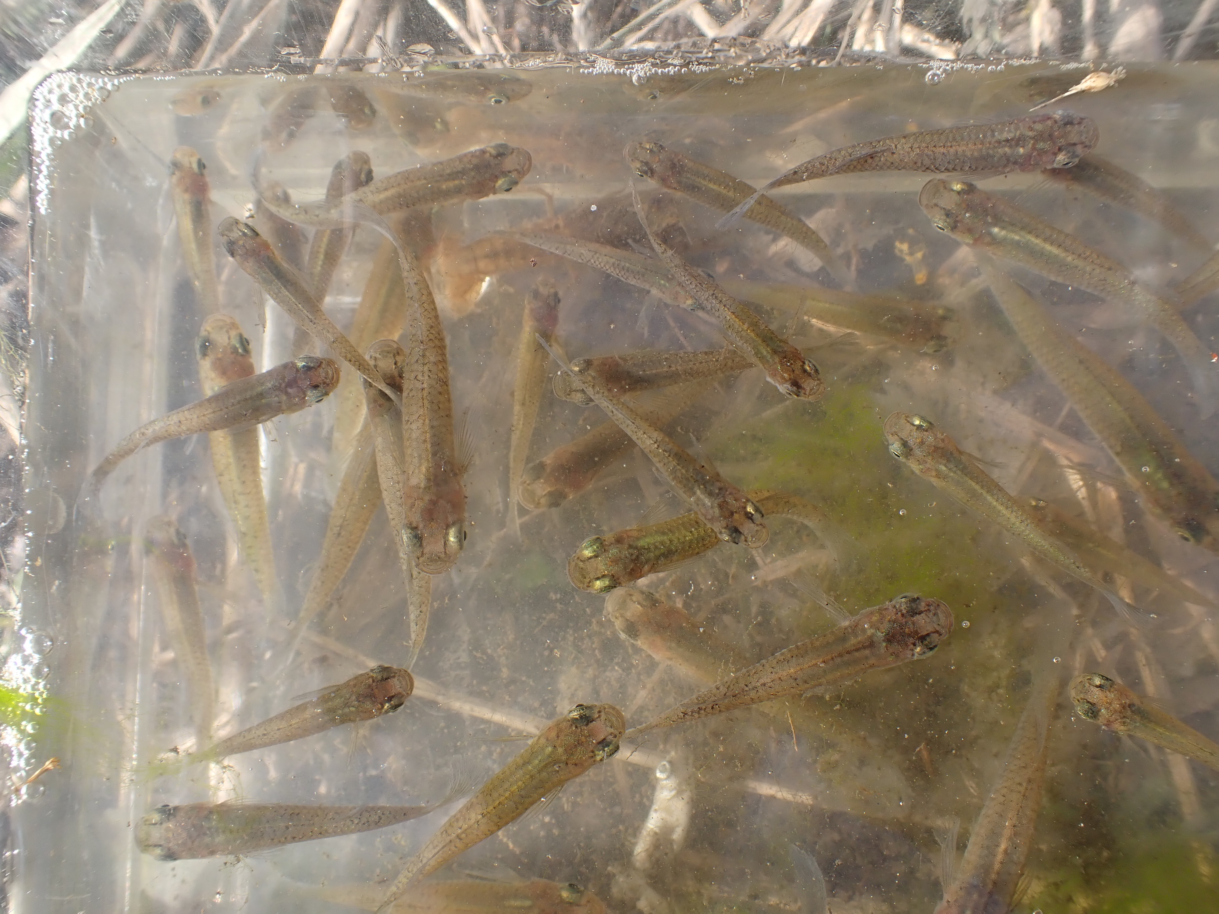 捕獲された魚類はすべてカダヤシでした