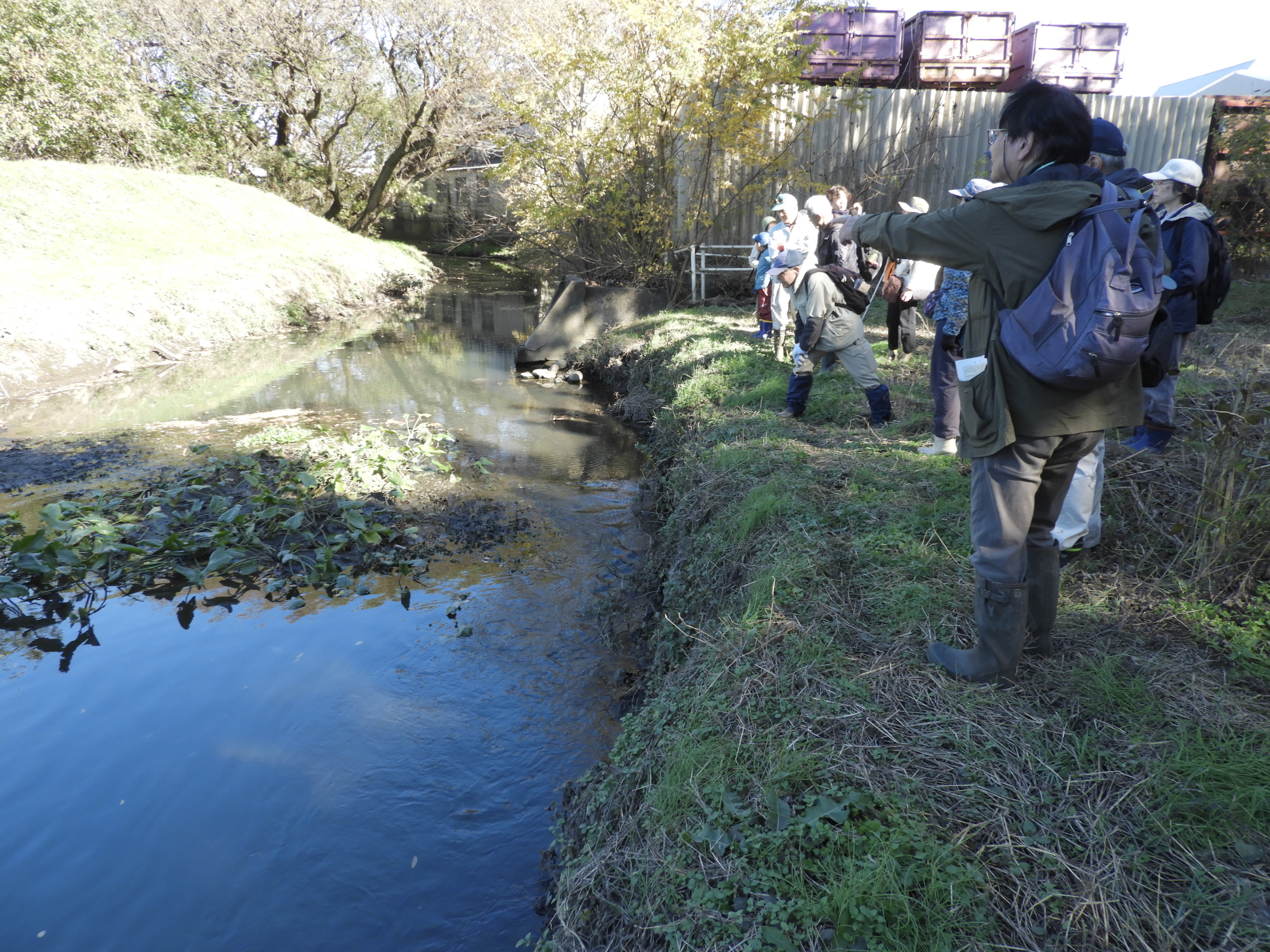 江川のコウホネの観察