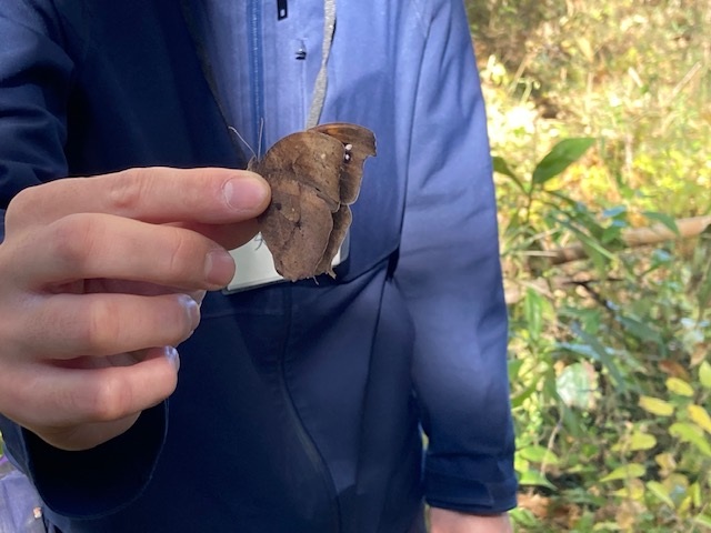 クロコマノチョウ