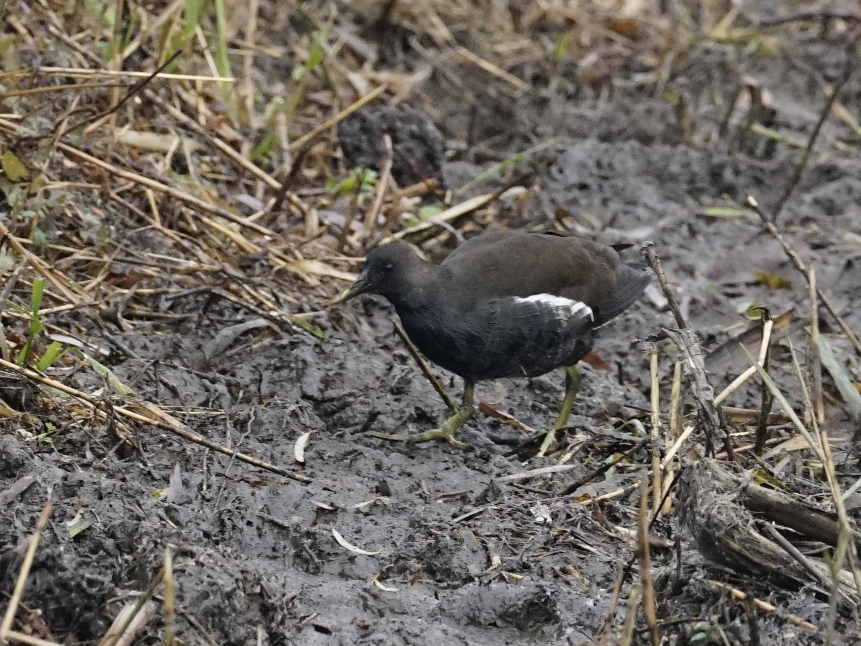 大池に現れたバン