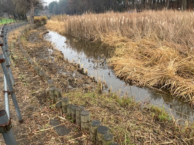 バンが現れた大池の北浅場