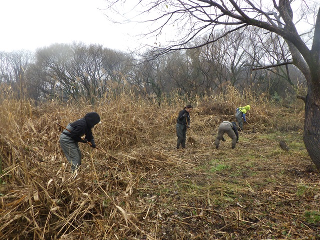 14日の湿地の草刈りの様子