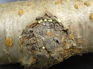 クビアカツヤカミキリの卵