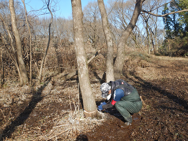 増えすぎた木の伐採の様子
