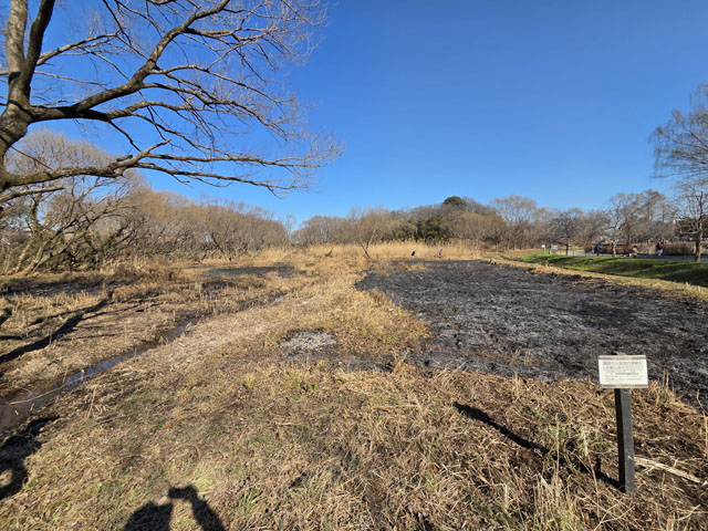 火入れ後の湿地の様子