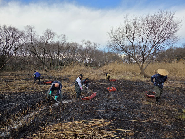 湿地の泥の掘り取りの様子