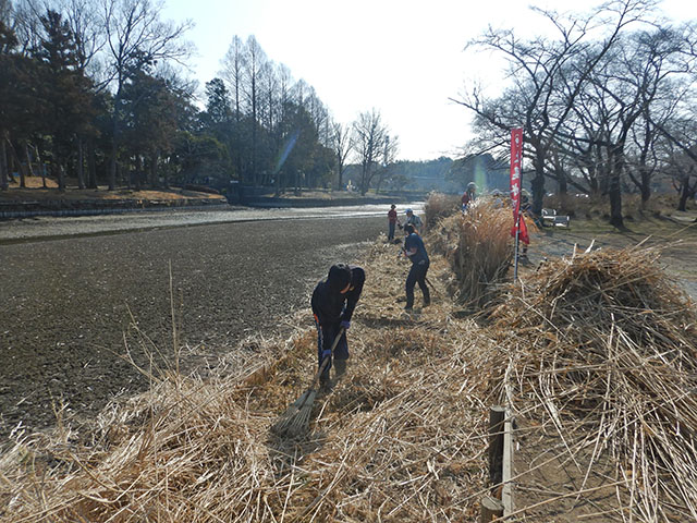 浅場の草刈りの様子