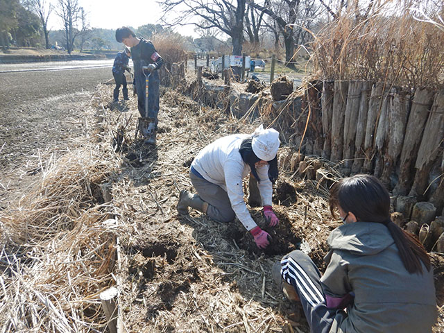 マコモの掘り取りの様子