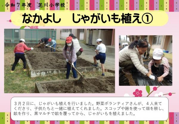 なかよし　じゃがいも