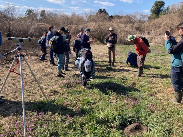 春の陸生野草の観察