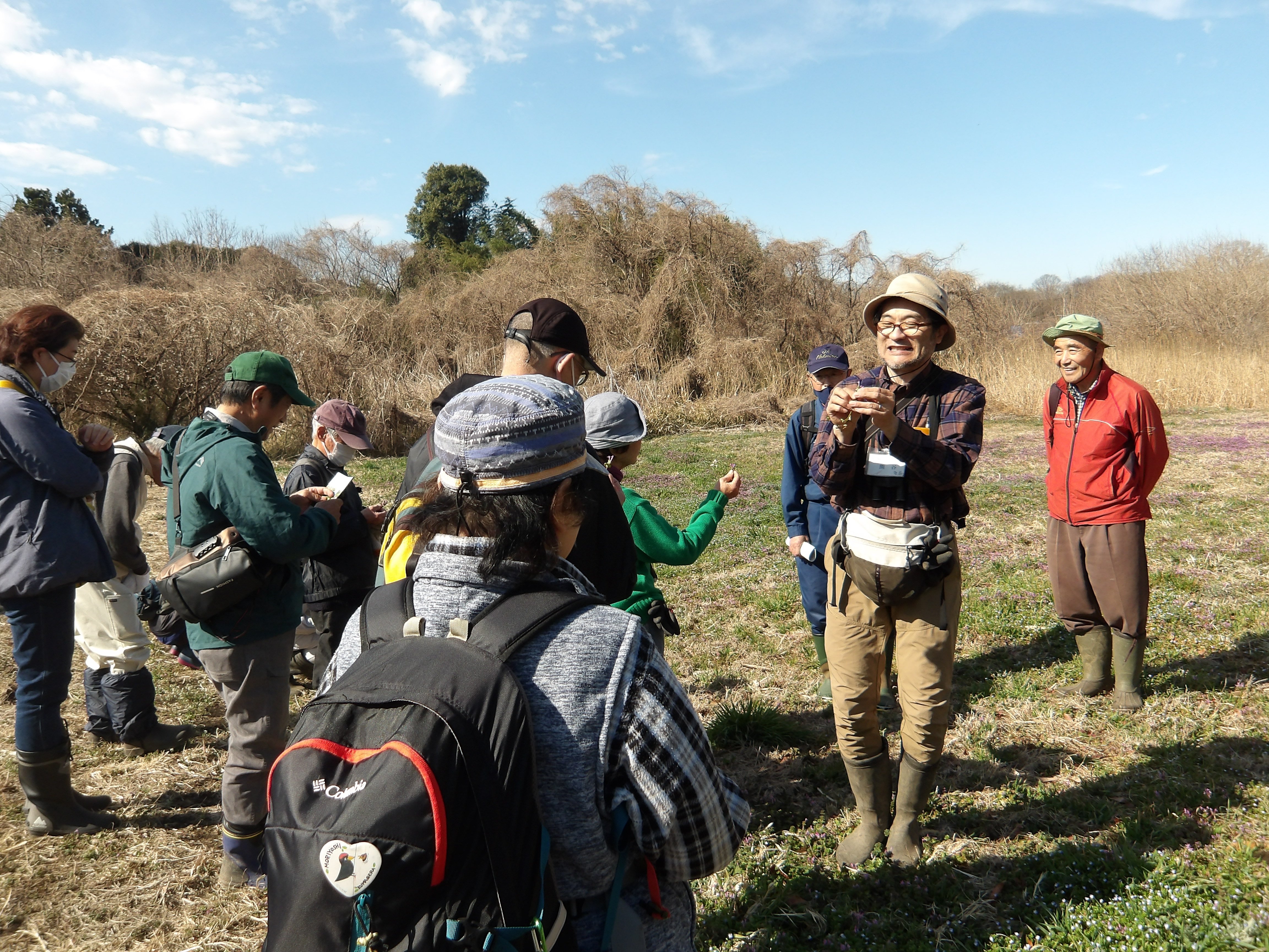 野草の生態の解説