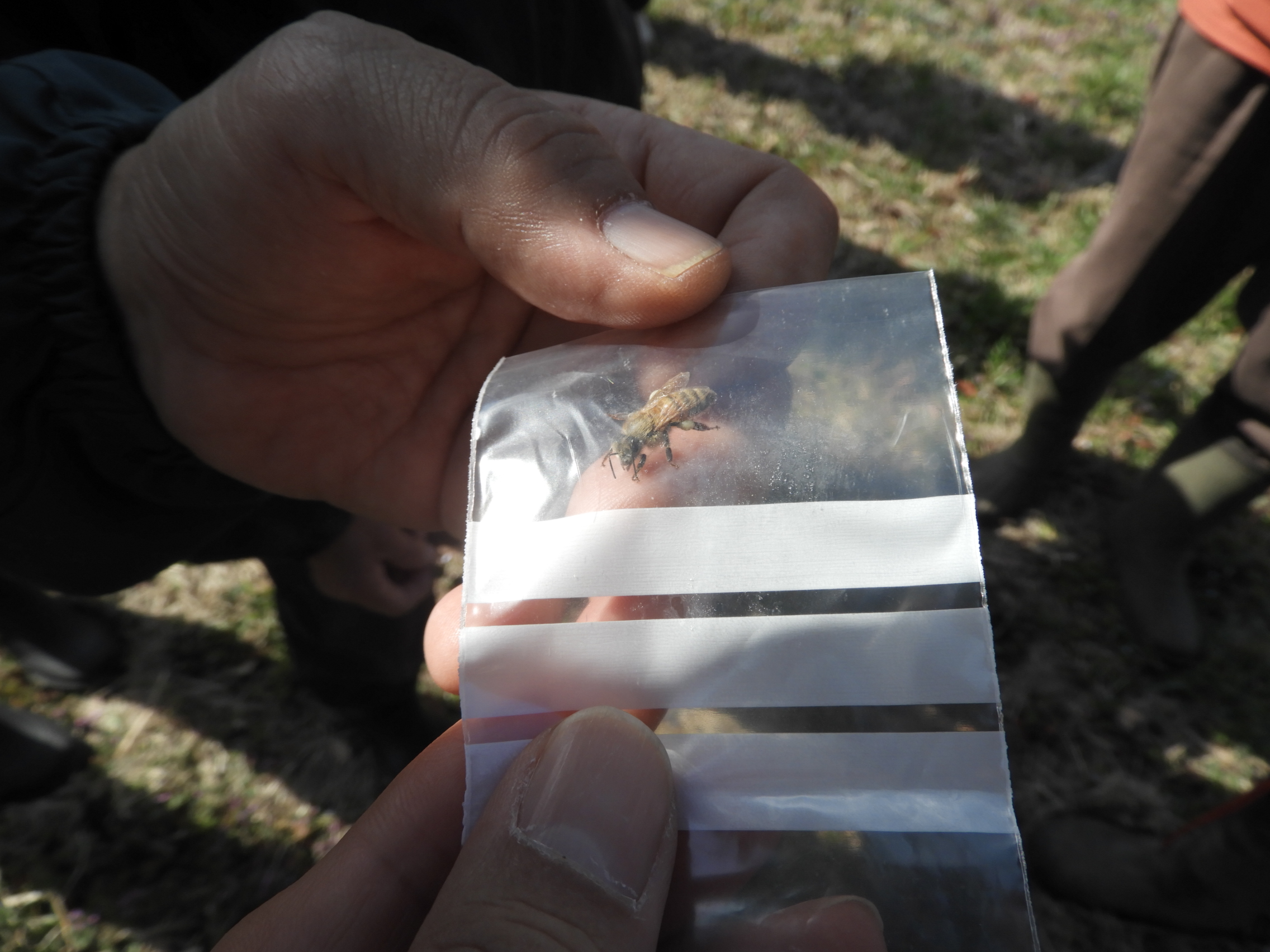 ニホンミツバチ