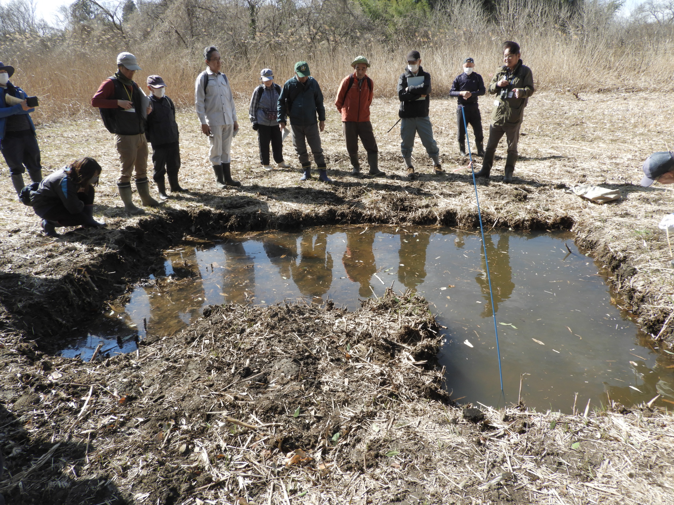 最近再生された湿地内の池