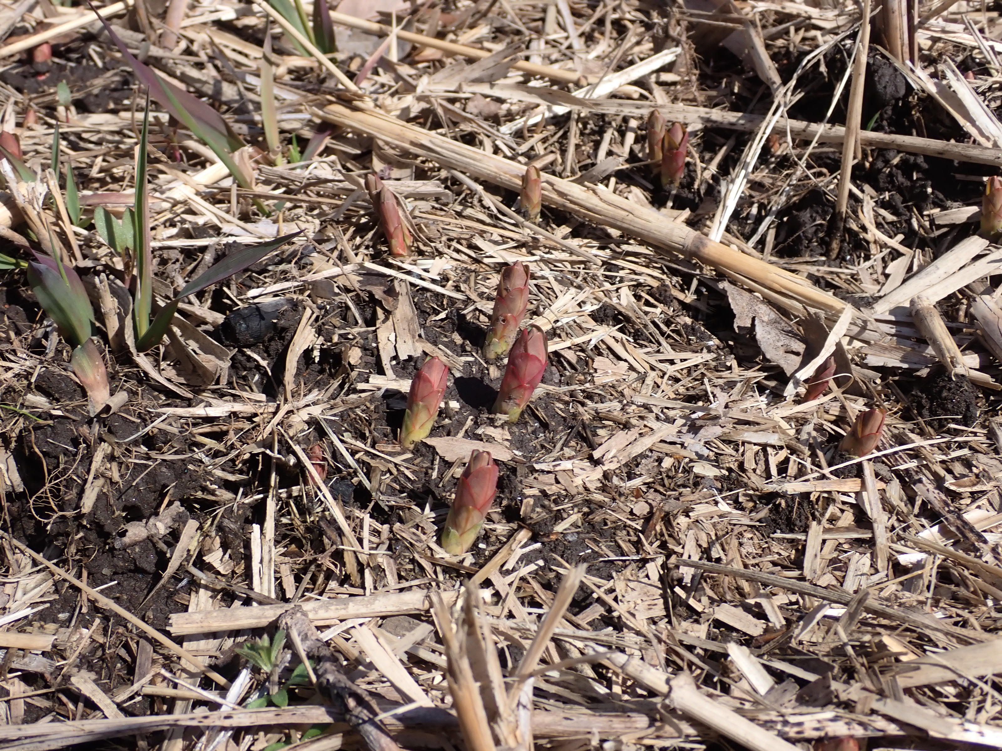 芽生えたノウルシ