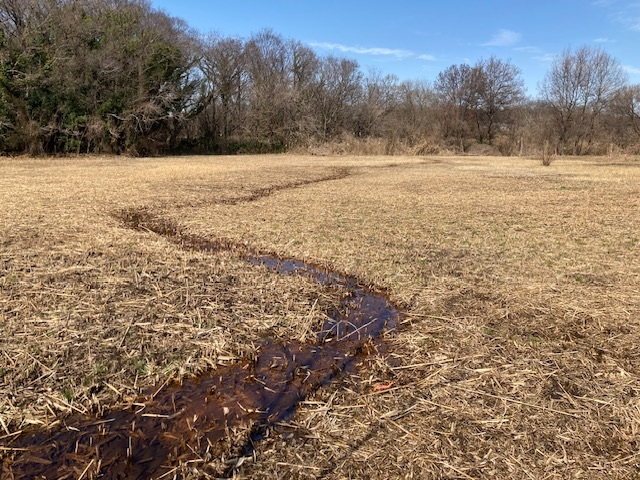 湿地内の湧水の澪筋