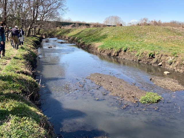 コウホネが芽生え始めた江川