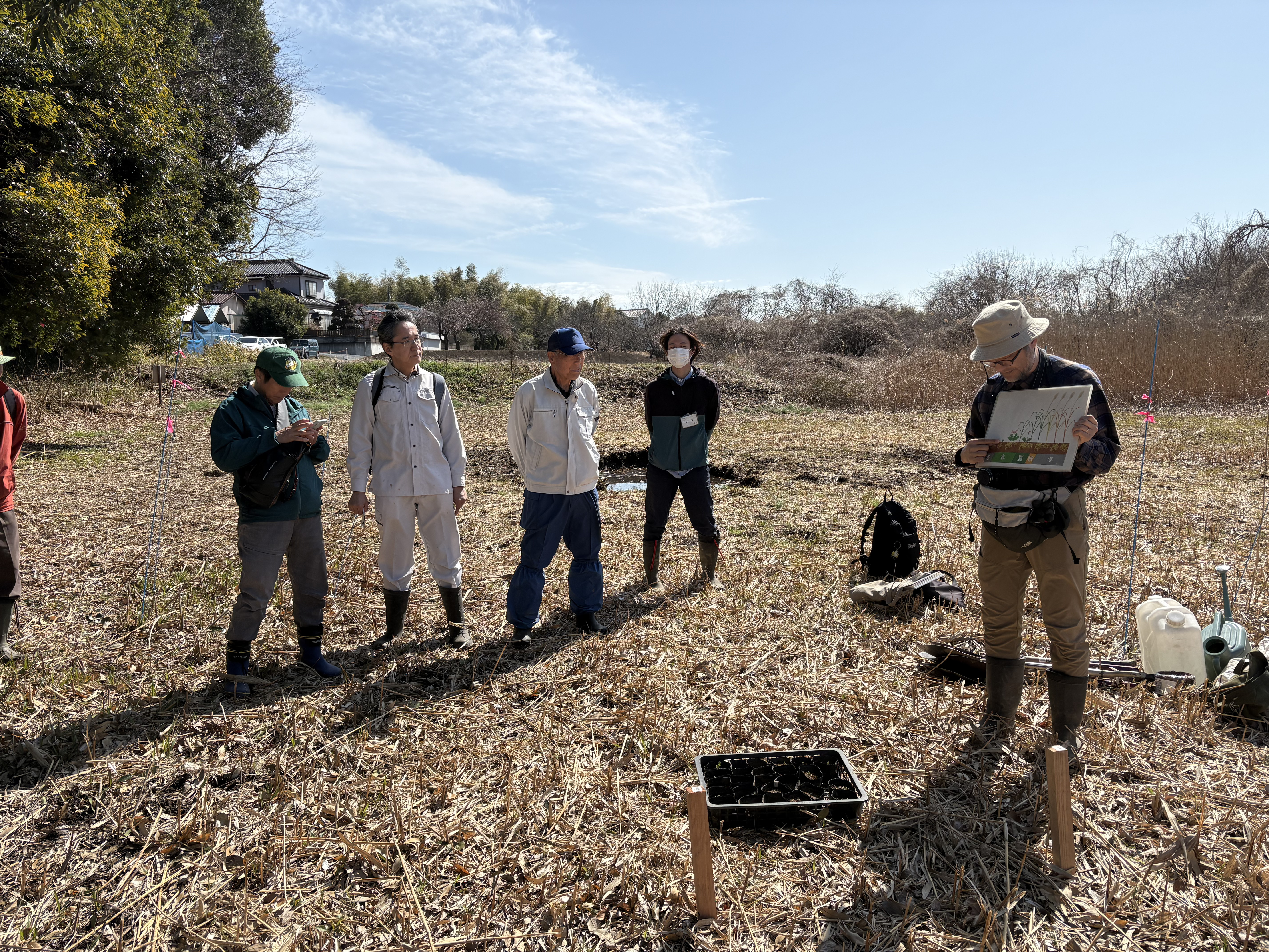 サクラソウの季節変動の解説