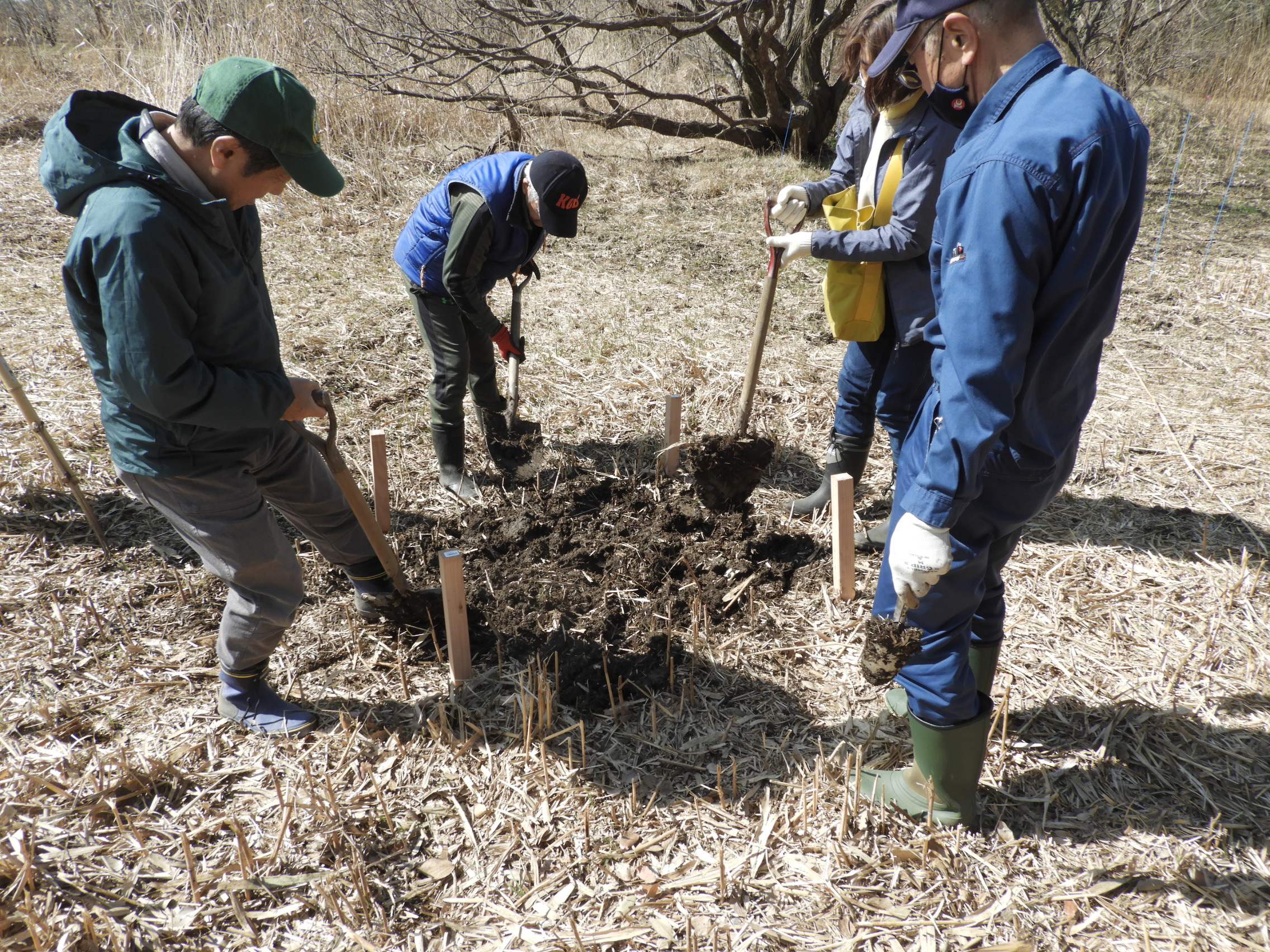 植栽前に湿地の土をほぐします