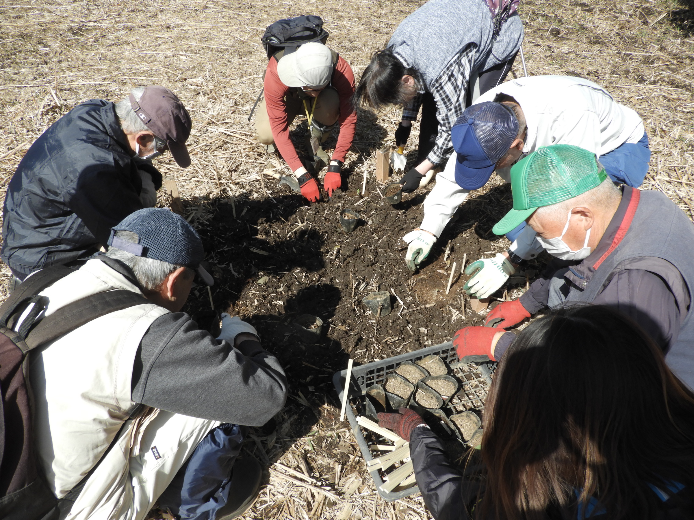 1株づつ埋もれないように丁寧に植栽します
