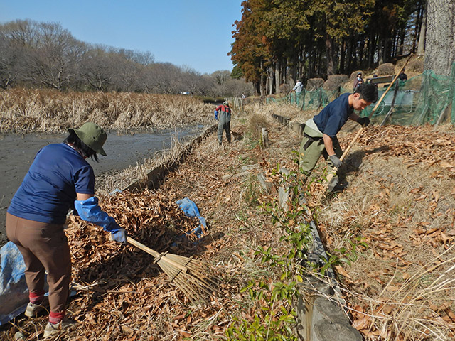 浅場の落葉かき