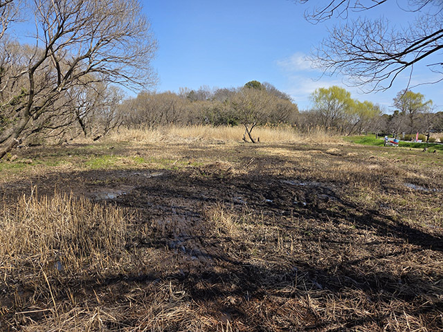 作業後の湿地