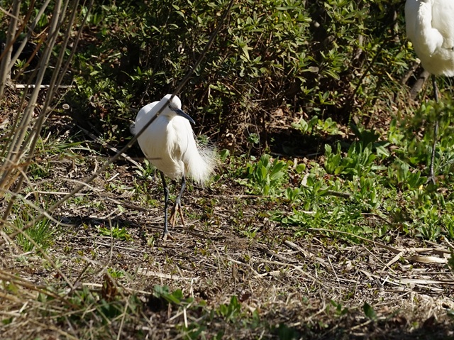 再生湿地のコサギ