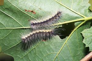 アメリカシロヒトリの終齢幼虫