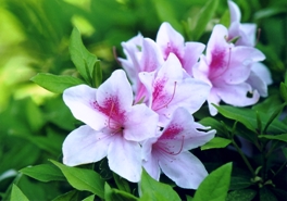 市の花 つつじ